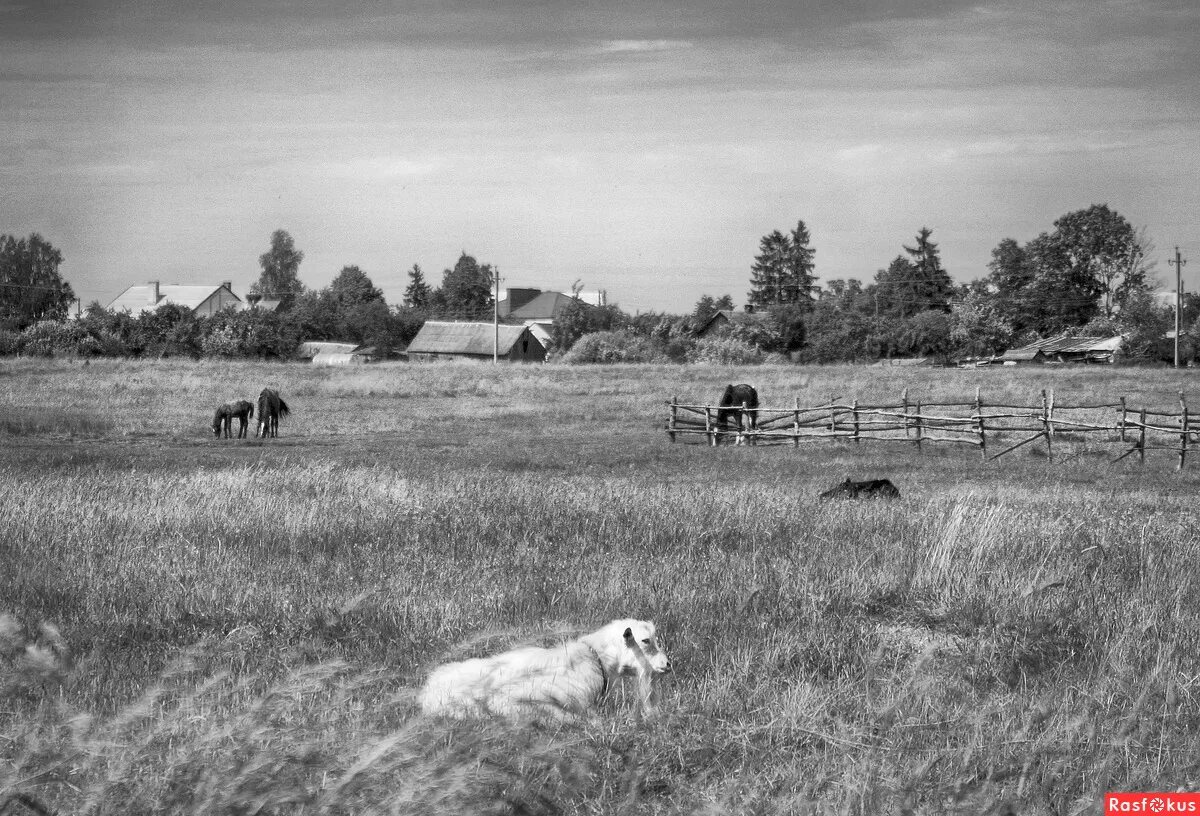 белая деревня белые поля. поле черно белое. белая деревня белые поля. поле черно белое. темное поле.
