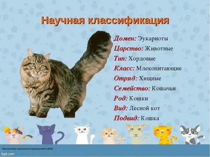 Слова относящиеся к кошкам