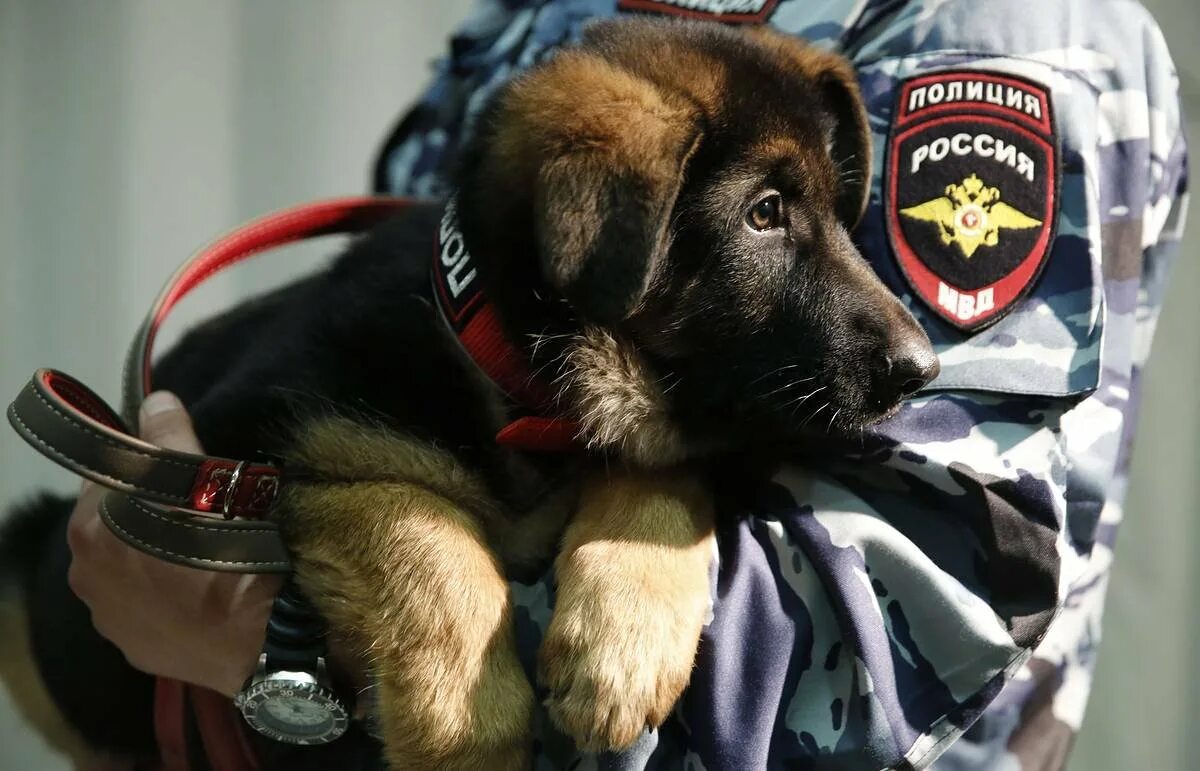 Какие есть служебные животные. Служебные собаки разных пород. Немецкая овчарка с солдатом. Кинолог с собакой. Служебные собаки на службе.