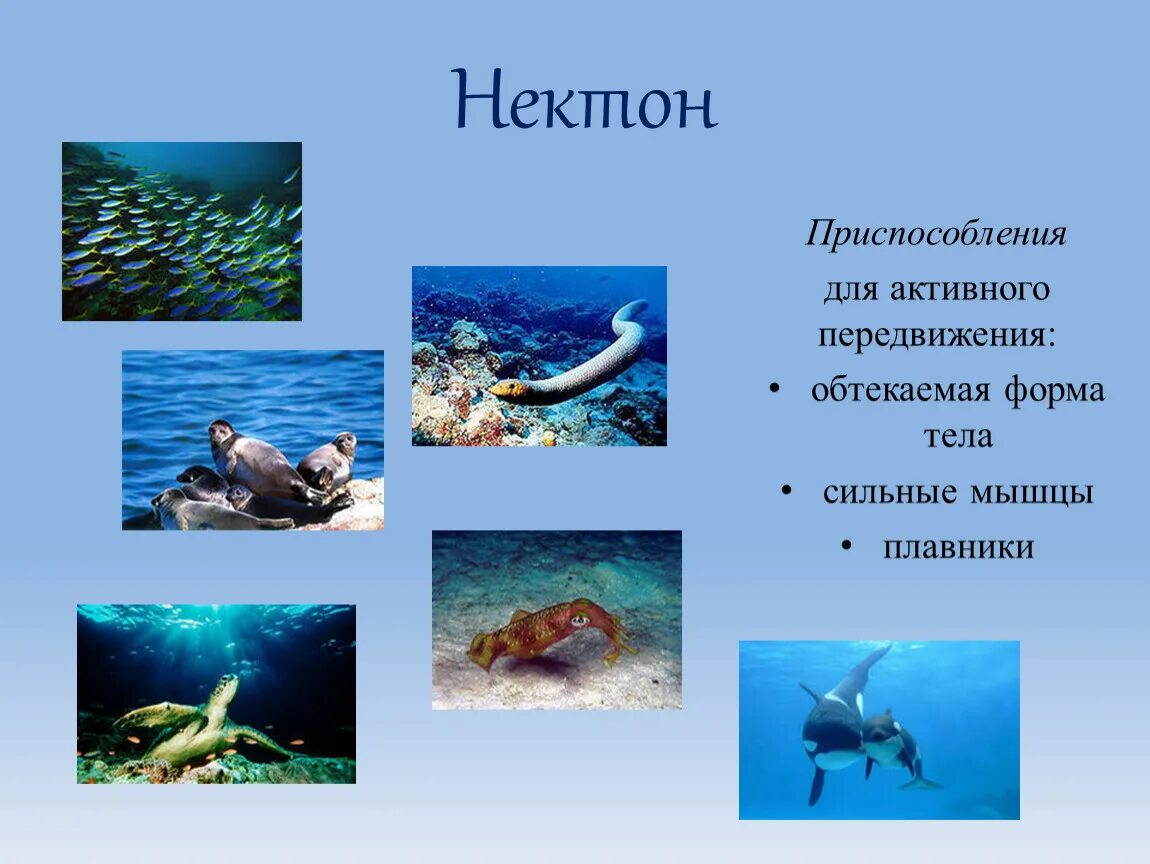 Никтон. Планктон Нектон бентос. Адаптация нектона к водной среде. Нектон приспособления. Приспособления к водной среде.