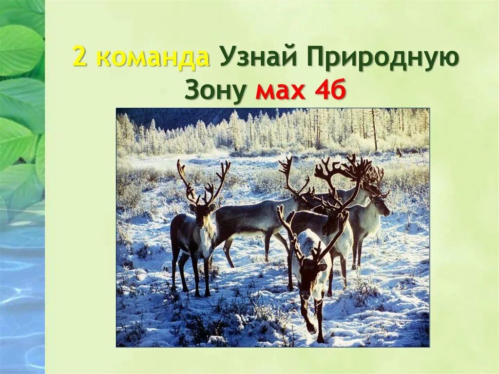 Угадай природную зону. Животные из природных зон россии. игра природные зоны. рисунок на тему природные зоны россии. узнай природную зону.