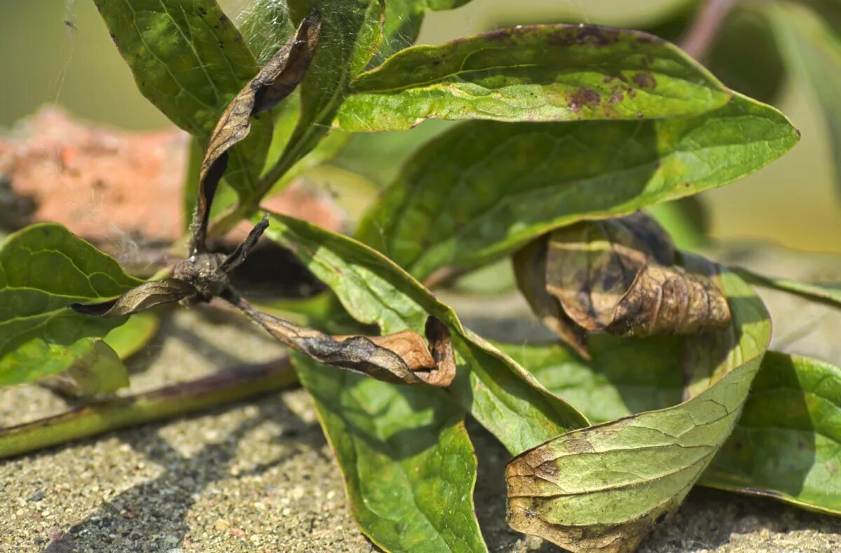Мучнистая роса у пионов. Болезнь пионов ботритис. Болезни пионов септориоз. Болезни пионов септориоз. Кольцевая пятнистость пиона.