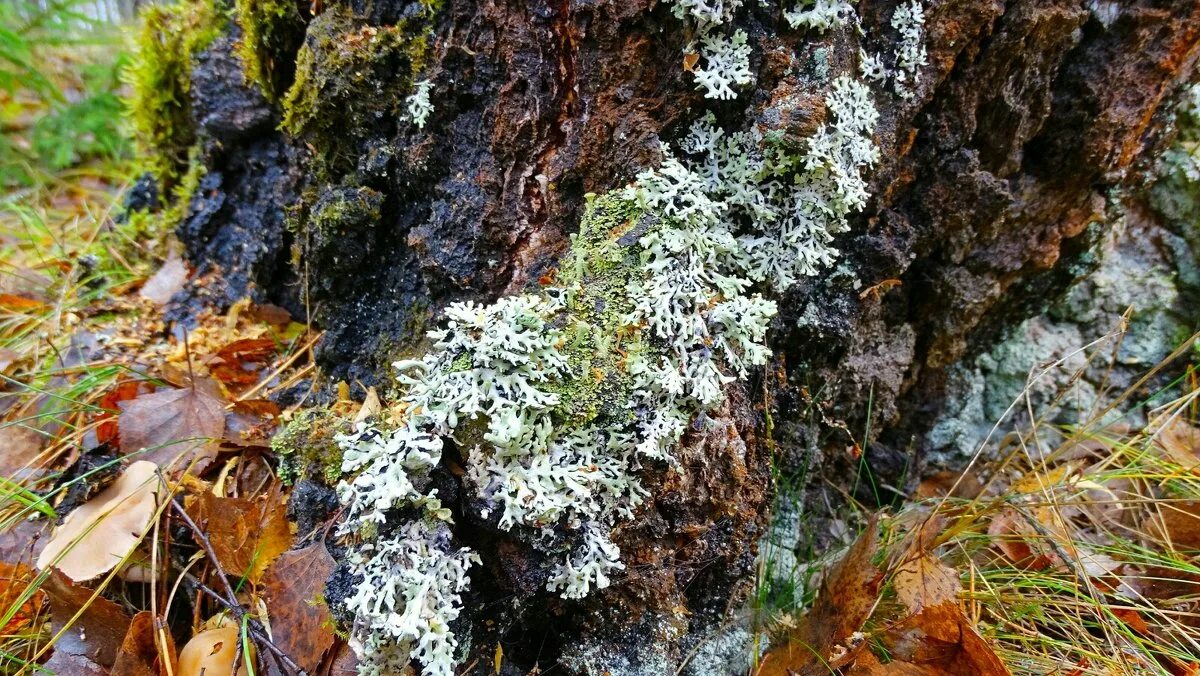 мхи и лишайники на деревьях. лишайник на коре дерева. плющ на коре дерева. березовый мох. оранжевый лишайник на коре дерева.