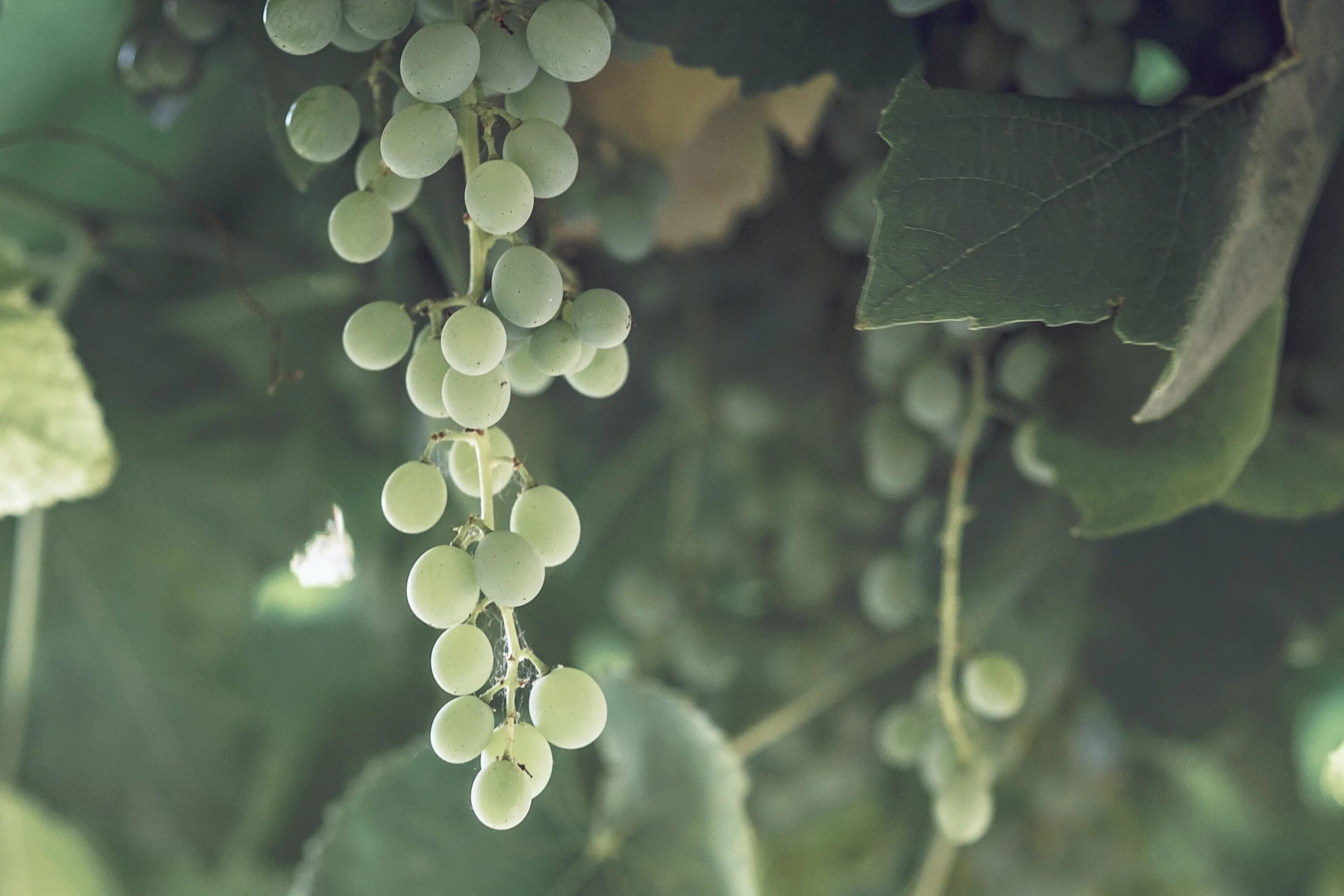 Grape vine