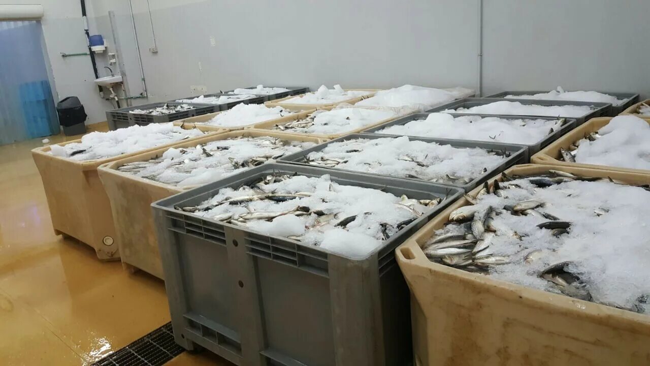 Ящик для сухого посола. Ящики для хранения рыбы. Хранение замороженной рыбы на складе. Рыба на паллетах. Рыба мороженая хранение на складе.