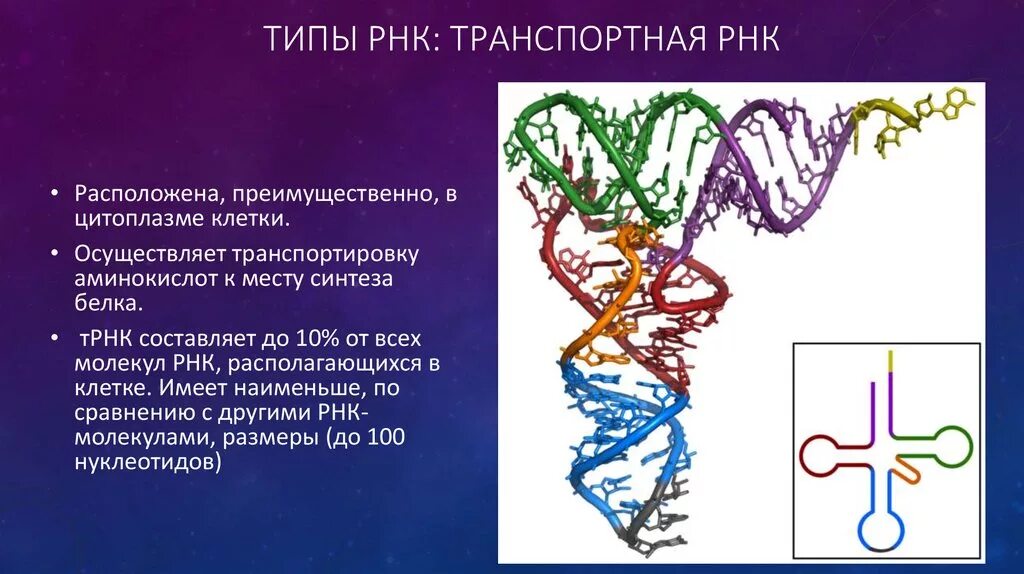 Транспортная РНК. Виды транспортной РНК. Типы ТРНК. ТРНК транспортирует аминокислоты.