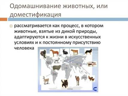 Человека животное или техническое устройство