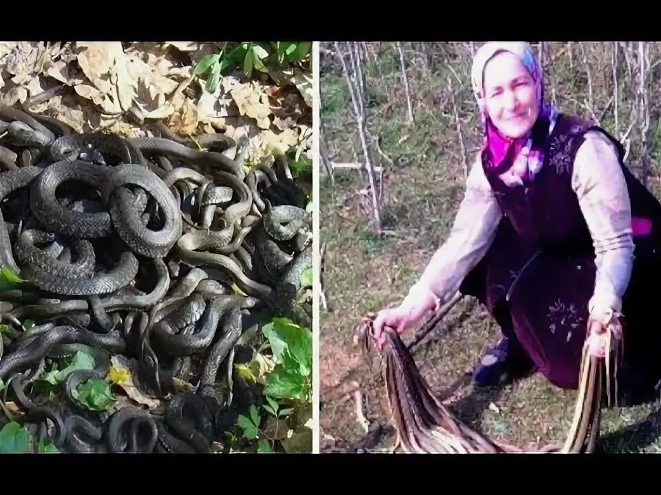 Змеиная свадьба в пойме Волгоград онлайн