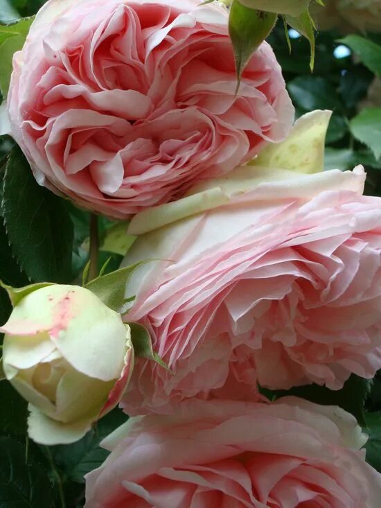 Весенние живой бордюры розами. Шиповник французский rosa gallica. Французские розы видео. Французские розы видео. Французские розы видео.