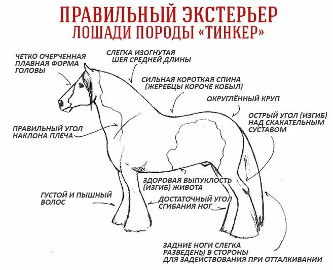 Став лошадка