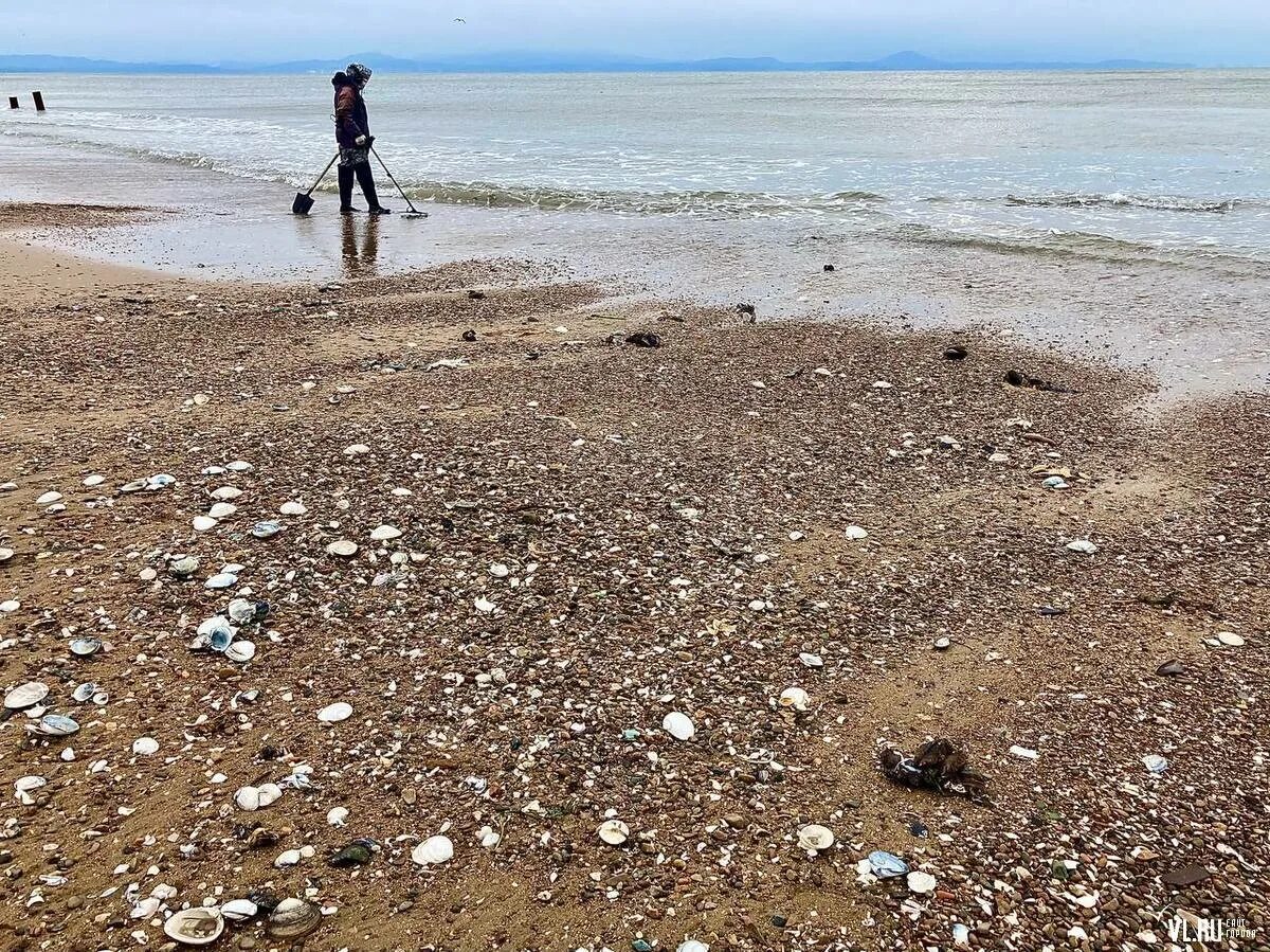Шамора после шторма. Моллюски выброшенные на берег. После шторма на Шаморе. Находки после шторма на берегу моря. Таинственный певец на берег выброшен грозою