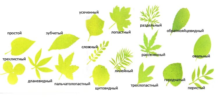 Название растения листья простые. Название простых листьев. Листья различных растений. Листья растений с названиями. Формы листьев.