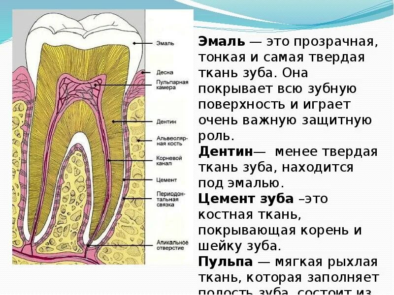 Из чего состоит зуб. Части строения зуба. микроскопическое строение зуба. строение зуба человека кратко. зубная эмаль анатомия.