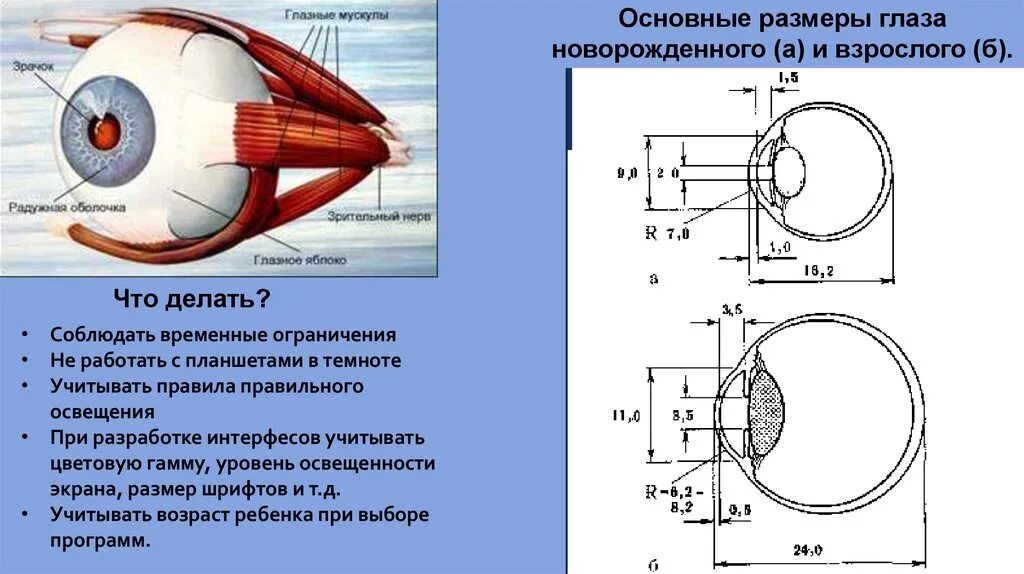 Длина глаза составляет