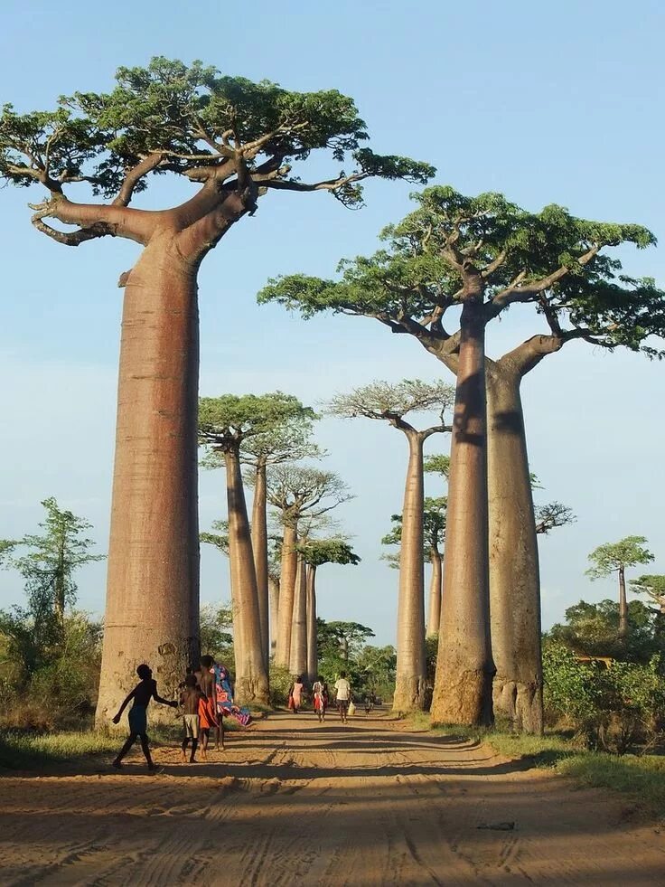 Go tree