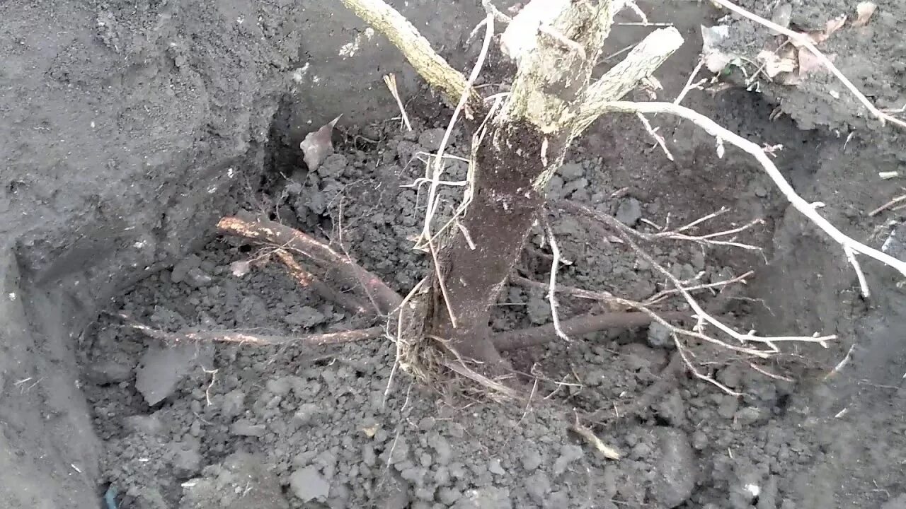 Можно ли пересадить орех. Корневая система медвежьего ореха. корень лесного ореха. корневая система фундука. орешник пересадить.