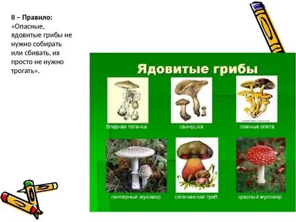 Ядовитые грибы 2 класс
