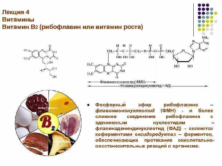 Коферментом витамина в2 является. Витамин b2 кофермент. рибофлавин витамин в2 содержится. рибофлавин флавинмононуклеотид. фад кофермент витамина.