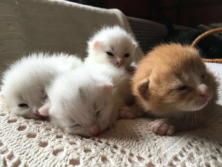 Когда у котят открываются глаза. Котенок открыл глазки. котята открывают глаза. коода котята открывает глаза. когда котята открывают глаза.