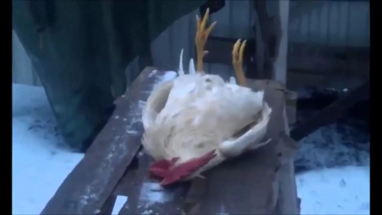 Замерзший петух. Замерзший петух