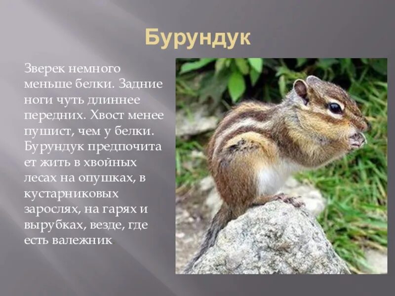 Бурундук окружающий мир 4 класс сообщение кратко. Бурундук описание животного. бурундук краткое описание. интересные факты о бурундуке. среда обитания бурундука.