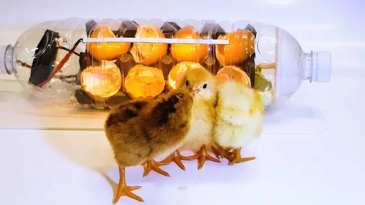 Инкубатор из бутылки. Инкубатор для яиц из бутылки. инкубатор для яиц своими руками. инкубатор из пластиковой бутылки. инкубатор для яиц из бутылки своими руками.