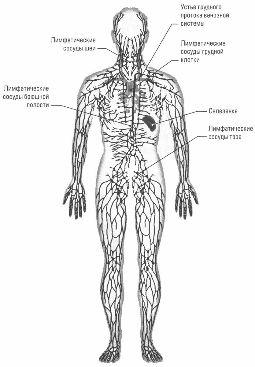 Лимфатическая система человека анатомия движение лимфы. Лимфатическая система схема. Лимфатическая система анатомия схема движения лимфы. Лимфатическая система человека рис 61. Рисунок лимфатической системы