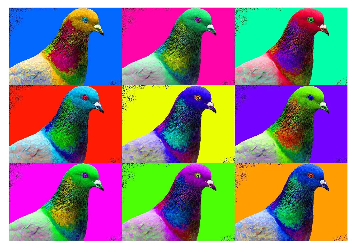 Птицы видят в темноте. Голубь. Цветное зрение у птиц. Птицы в ультрафиолете. Цвета голубей.