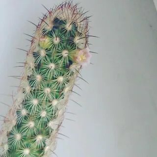Кактус игла