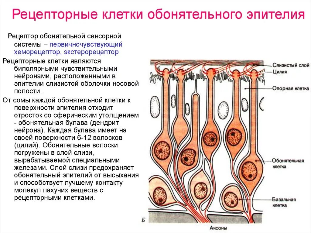 Обонятельные рецепторные клетки. Схема строения обонятельного эпителия. Строение обонятельного эпителия гистология. Схема строения органа обоняния гистология. Обонятельные рецепторы и поддерживающие клетки схема.
