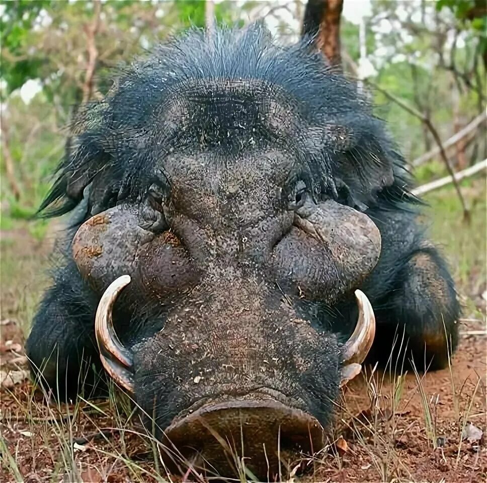 Дикий кабан секач вепрь. Покажи кабана. Дикий кабан секач. Кабан вепрь секач. Кабан с кабанятами.