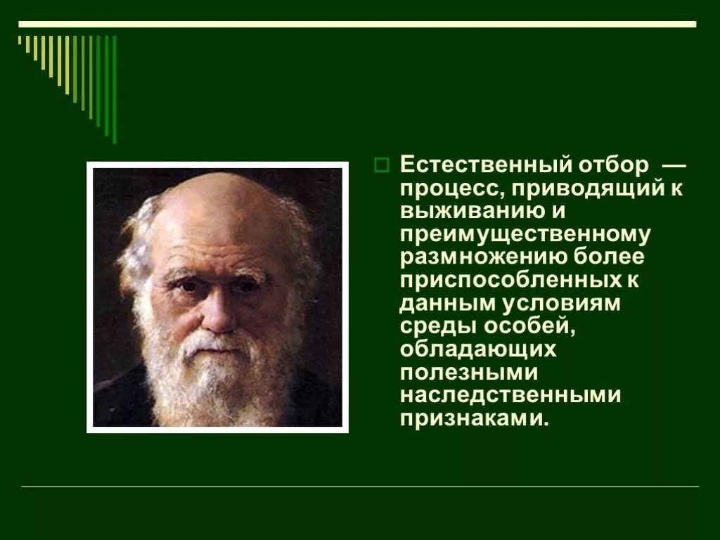 Естественный отбор. Движущиеся силы эволюции естественный отбор. Естественный отбор схема. Естественный отбор это в биологии кратко. Естественный отбор направляющий фактор эволюции.