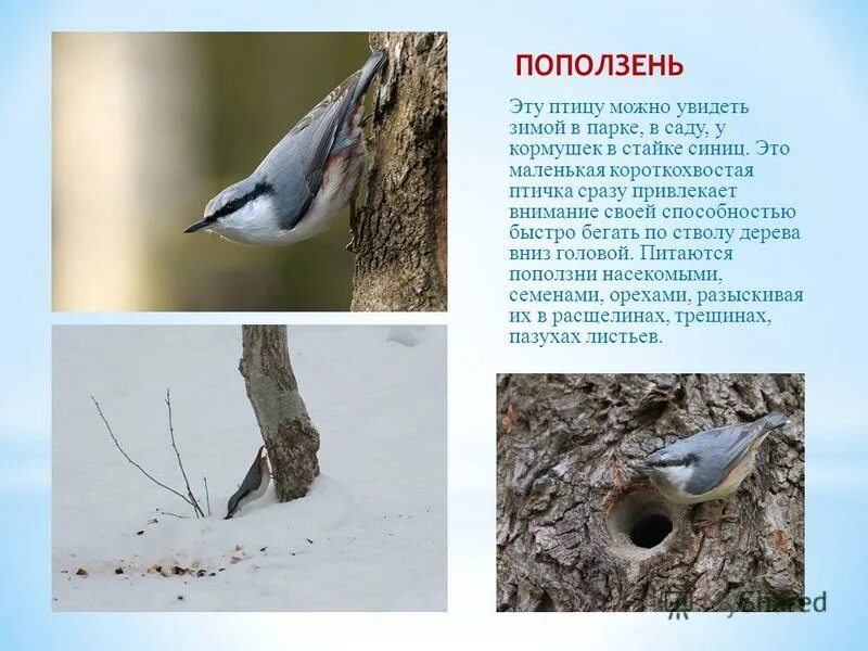 Поползень дальневосточный. Обыкновенный поползень самец. Где зимует поползень. Сибирский поползень. Где зимует поползень.