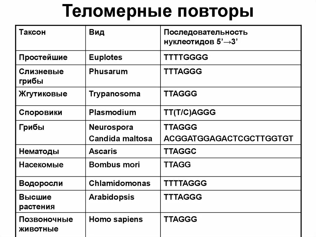 Домен таксон. Теломерные повторы. Последовательность таксонов. Теломеры последовательность. Виды таксонов.