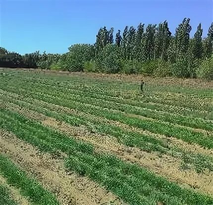 Питомники волгоградской области. Лесной питомник Вилга. Лесной питомник Волгоград. Питомник Волгоградская область.