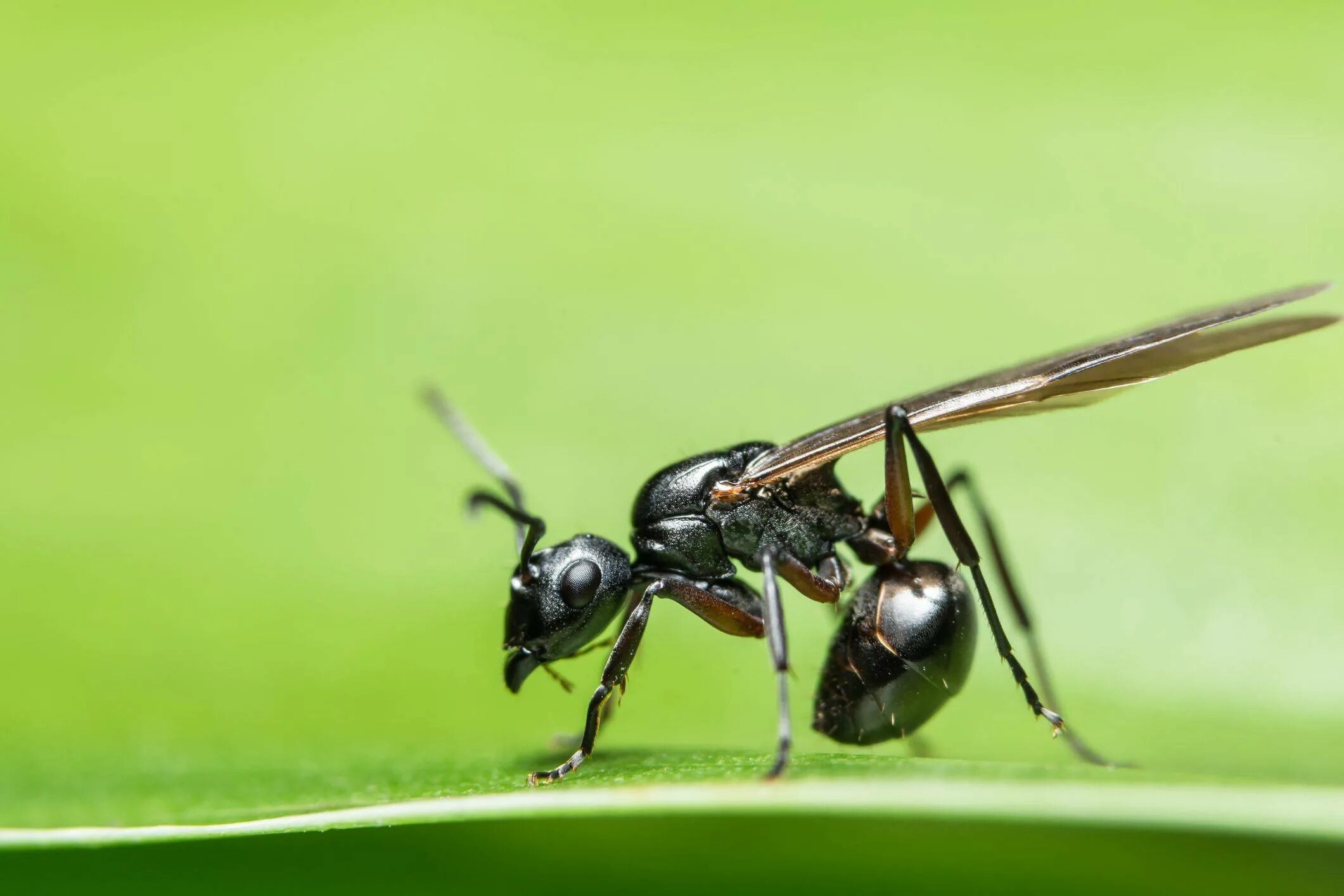 Крылатых муравьев. Camponotus herculeanus sachalinensis. Формика Руфа. Летучие муравьи матка. Муравьи с крыльями.