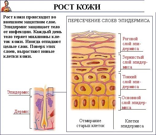 В коже происходит образование