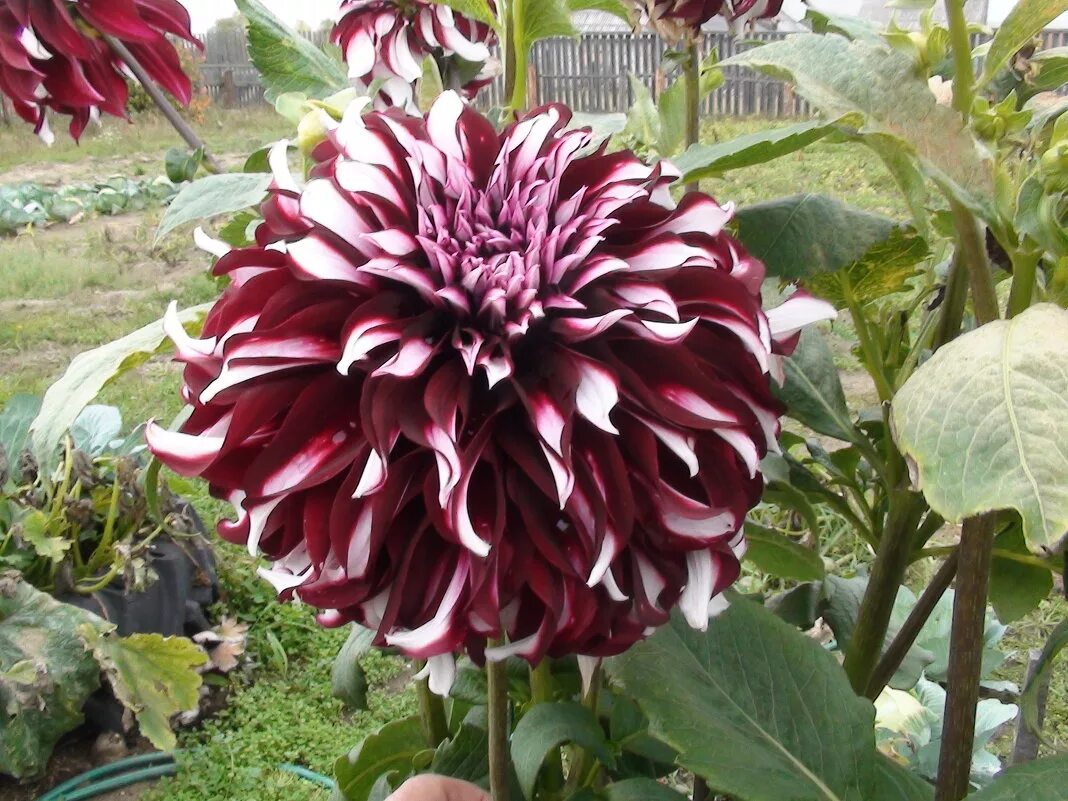 георгин гедеон. георгин сорта тартан. георгин шотландка. георгин икс фактор. георгины верди.