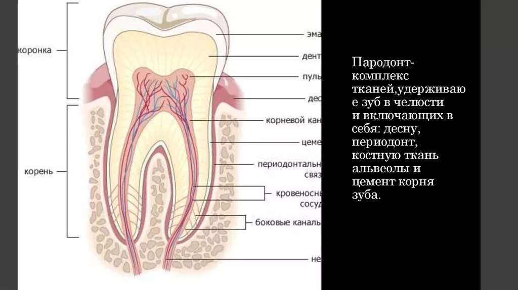 Пародонт и периодонт анатомия. Ткани зуба периодонт строение. Периодонт гистология. Схема строения тканей пародонта. Альвеолярная десна