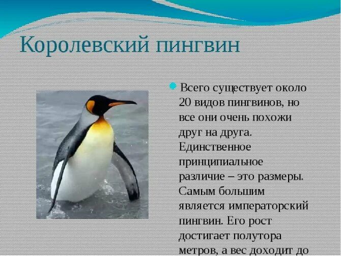 Рассказ про пингвина 1 класс. Описание пингвина. Информация о пингвинах. Характеристика пингвинов. Сообщение о пингвинах.