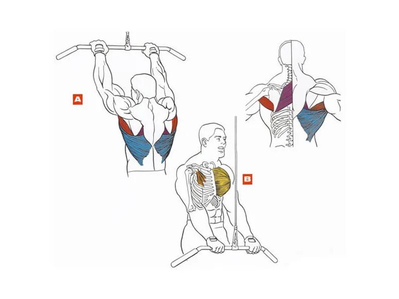 Как прокачать спину в домашних условиях. Прокачка широчайших мышц спины. Упражнения тренирующие широчайшие мышцы спины. Тяга верхнего блока широким хватом. Низ широчайших мышц спины как прокачать.