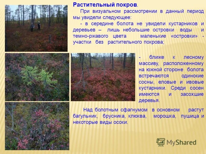 луговое сообщество. растительный покров россии. растительный покров характеристика. типы растительности луга. типы растительного покрова.