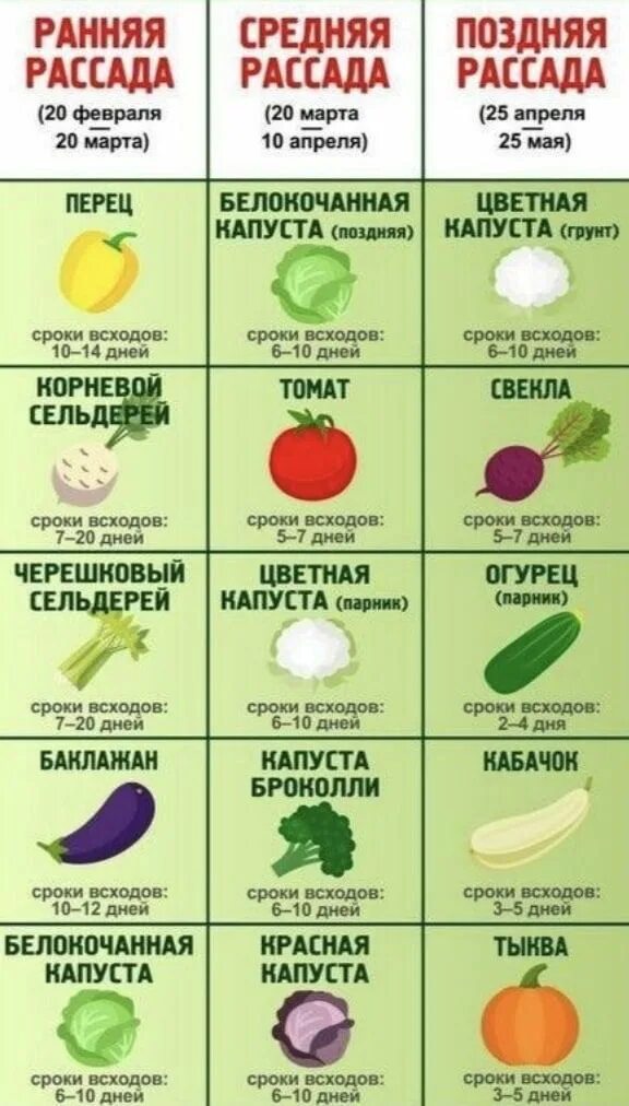 Какие овощи можно сеять под зиму. Сроки посадки овощей. сроки посадки овощей семенами. когда сеять овощи на рассаду. посев овощей на рассаду таблица.