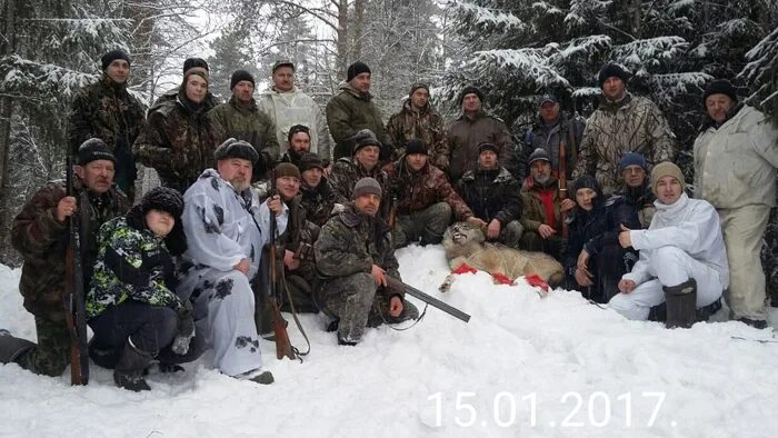 охота на волков карелия 2021. охота на волка в карелии. карельский волк. охота на волка на приваде. карельский волк.