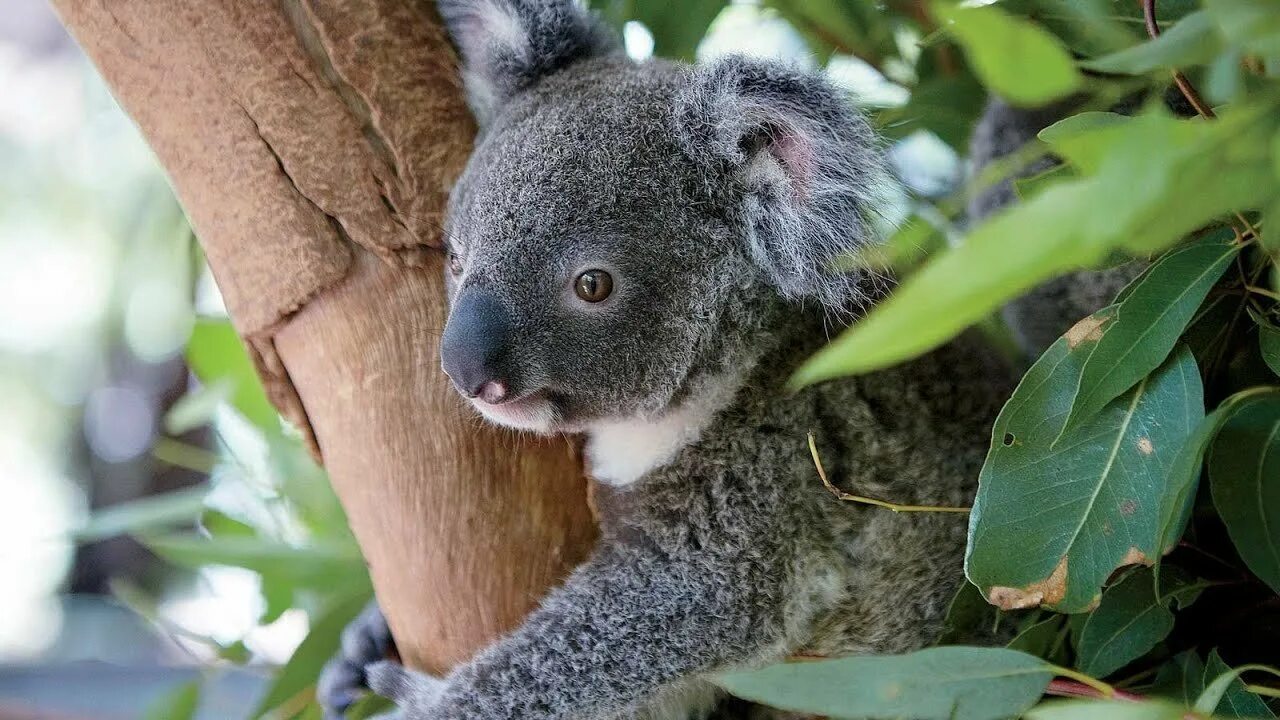Австралия кенгуру и коала. Коала Квинсленда. Австралия животные и растения. Животный мир Сиднея.