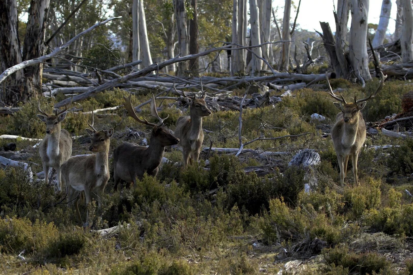 Wildlife ответы. Bargusin nature Reserve. Giant Stag Spirit. Fr dire Stag.