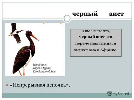 Черный аист перелетная птица