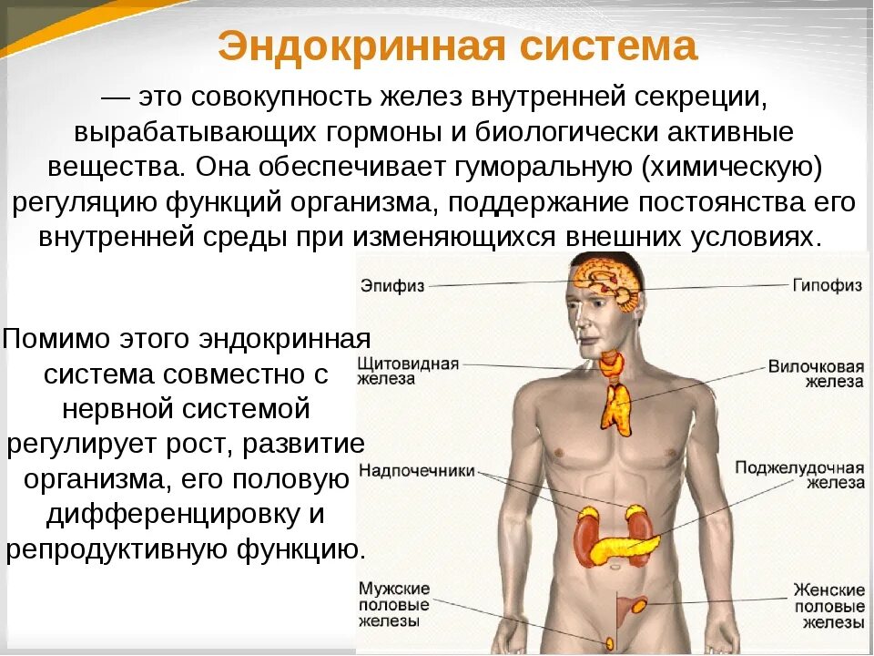 Лимфоузлы надпочечников. .Система желез внутренней секреции. Функции. Функции эндокринная система железы внутренней секреции. Железы внутренней секреции человека 9 класс биология. Железы внутренней секреции функции в организме человека.