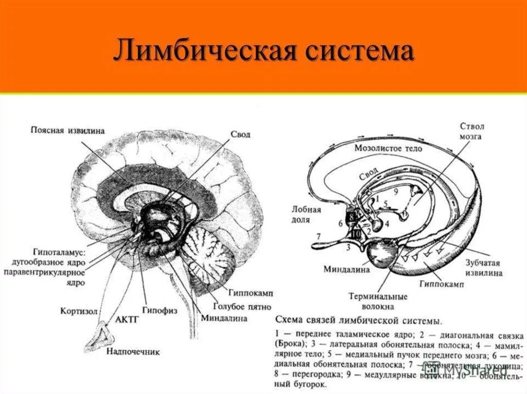 Лимбическая структура мозга. Структуры лимбической системы головного мозга. Лимбическая система строение схема. Лимбическая система головного мозга строение. Схема лимбической системы мозга.