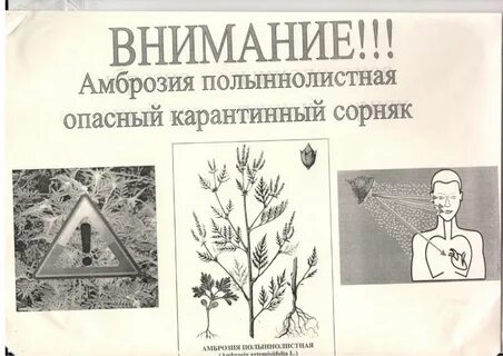 Амброзия полыннолистная опасный карантинный